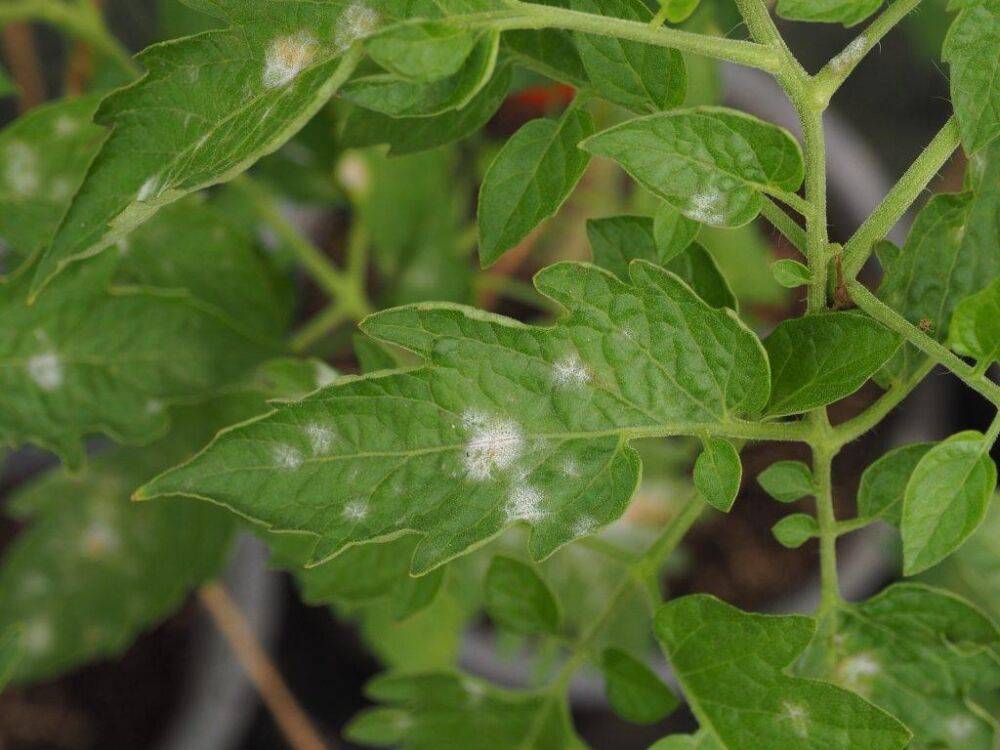 Белые пятна на листьях рассады томатов: что это такое и что делать
