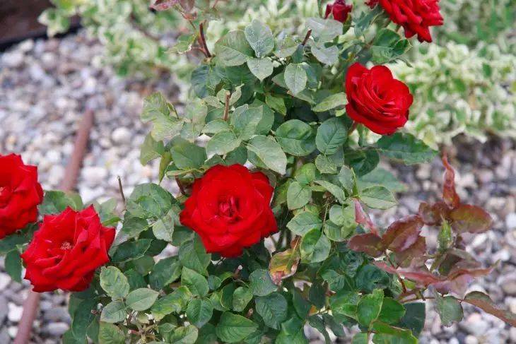Весной проделайте несколько простых действий с кустами роз: будут радовать своим цветением до самой зимы