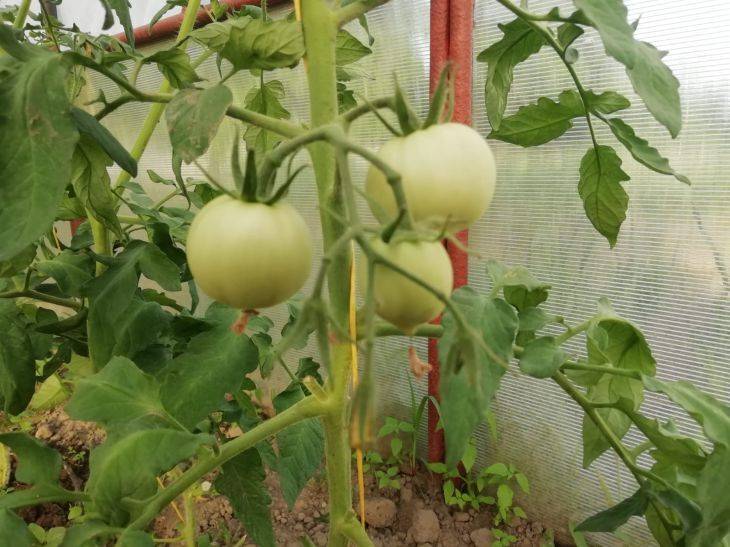 Почему листья томатов стали белыми: причины появления налета и способы борьбы
