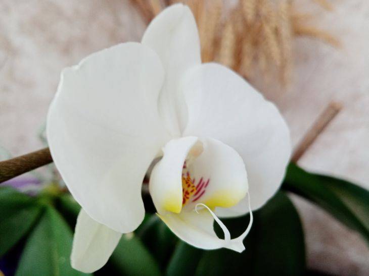 Какая температура должна быть зимой в помещении с орхидеями: без этих знаний не обойтись
