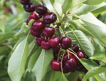Саженцы вишни: Качественные саженцы для успешного выращивания
