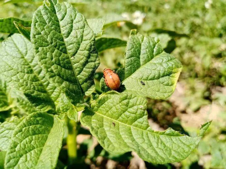 Какие растения должны быть на участке, чтобы забыть о проблеме колорадского жука: деревенские хитрости
