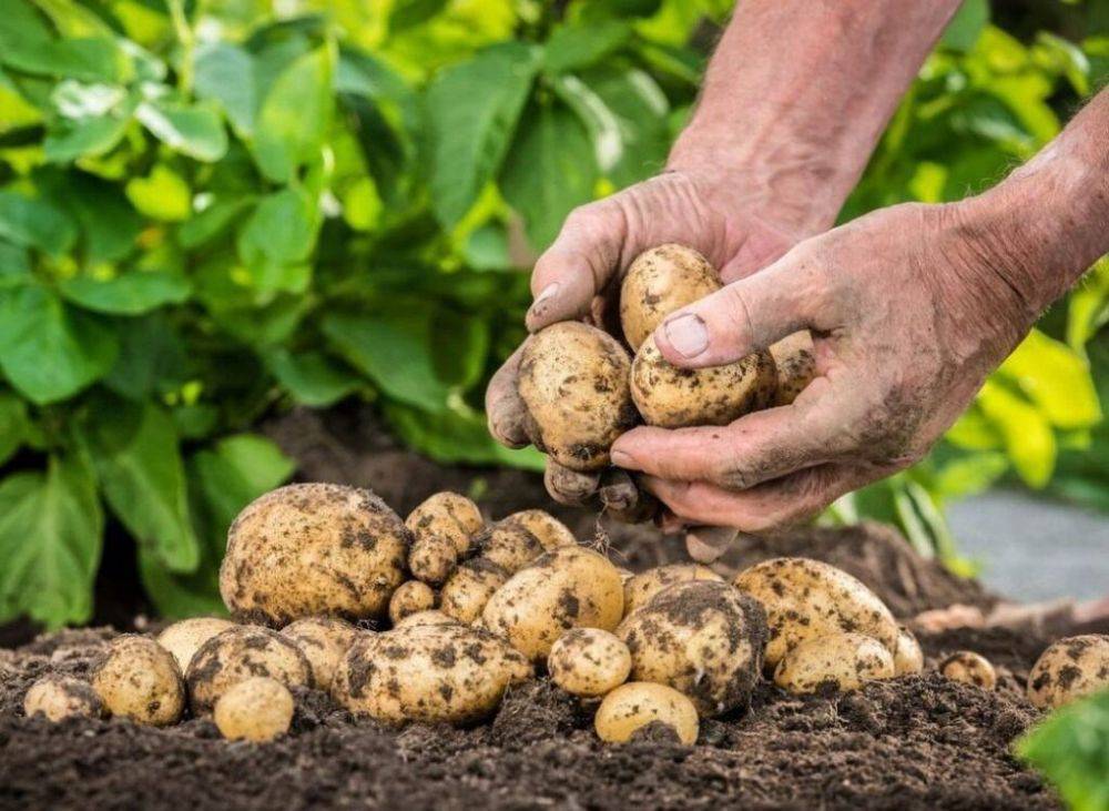 Минеральные удобрения для картофеля