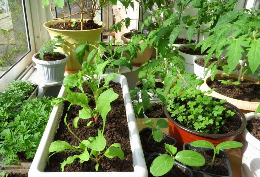 Выращиваем фрукты и овощи в домашних условиях
