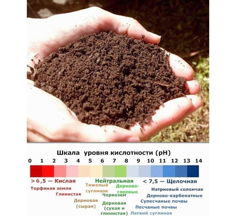 Какая должна быть земля для посадки. Почва. Кислая почва. Кислотность почвы. Земля для растений.