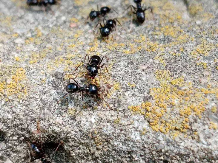 Как защитить деревья от муравьев: простейший способ борьбы с насекомыми