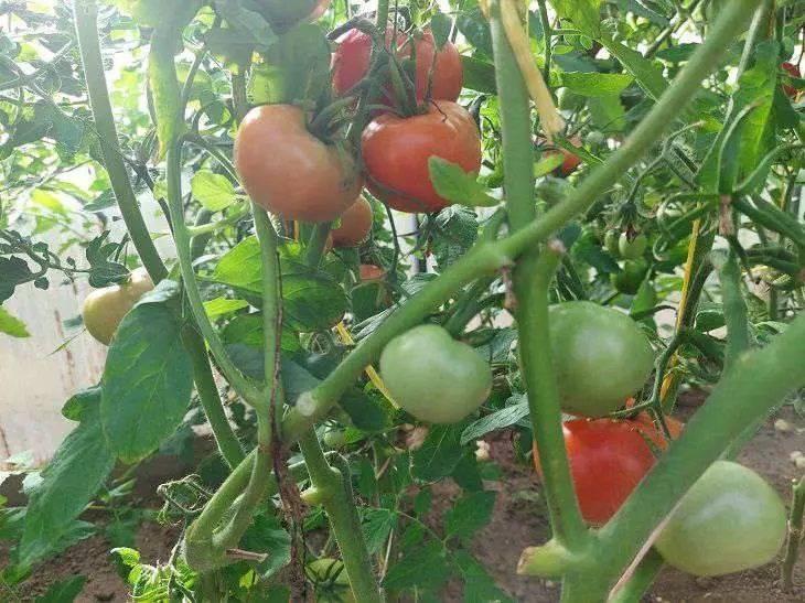 Опасные соседи для томата, и это не только картофель: запомните этот список