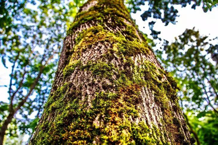 Средство, которое очень быстро очистит деревья от мхов и лишайников: хватит одной ложки