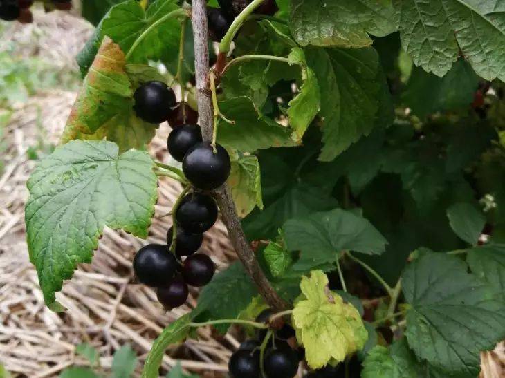 Осенняя посадка черной смородины: допустите 5 ошибок – урожая не будет
