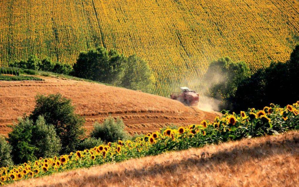 Climate agriculture. Пахотные поля Украины. Молдавия подсолнечное поле. Поле сельское хозяйство. Сельскохозяйственный пейзаж.