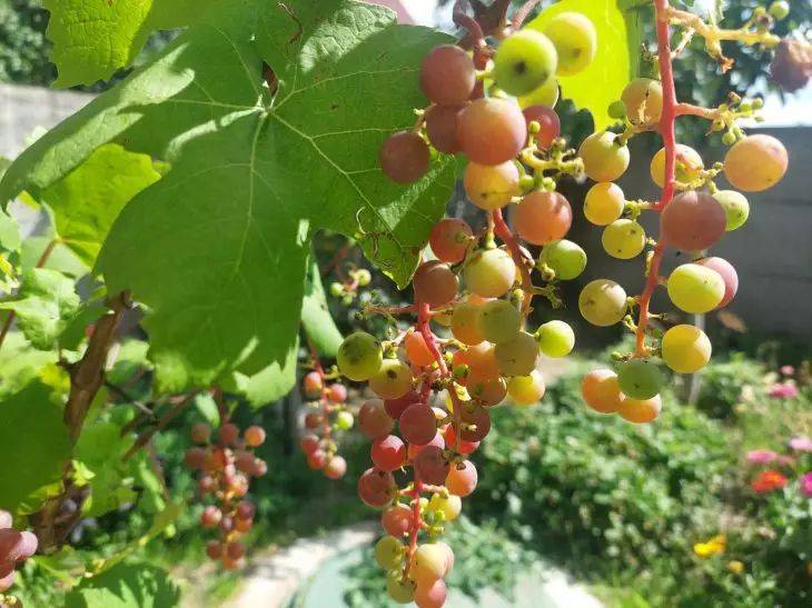 Уберите — и урожай увеличится вдвое: два очень вредных соседа для винограда – дачники их любят сажать