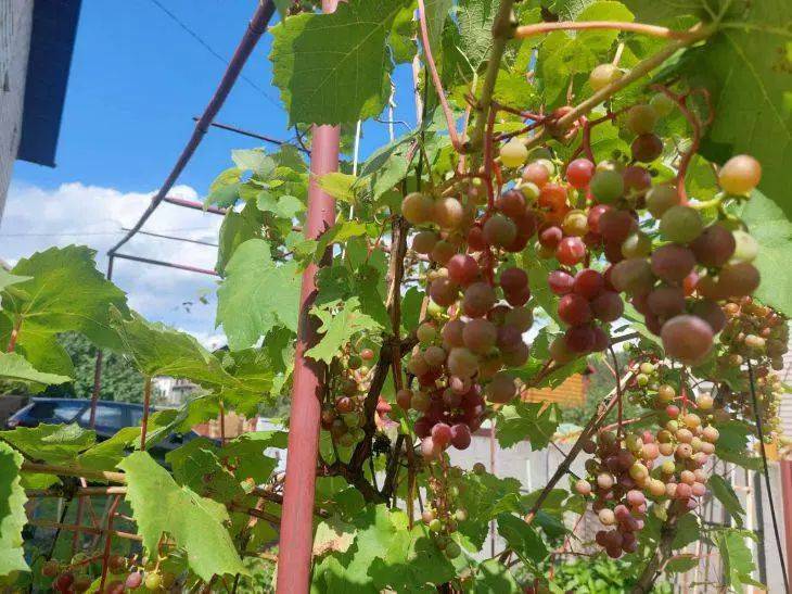 Виноград удивит урожаем: какие культуры стоит высаживать рядом