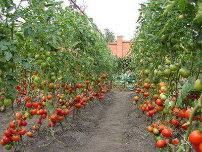 Как правильно сажать помидоры в открытый грунт