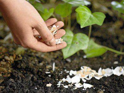 Яичная скорлупа в виде удобрения для сада или огорода
