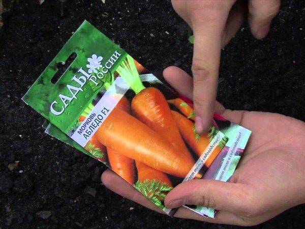 Посадка моркови весной и под зиму