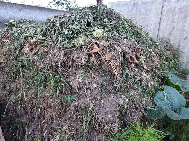 Не вздумайте доставать проростки из компостной кучи для посадки: это опасно для огорода