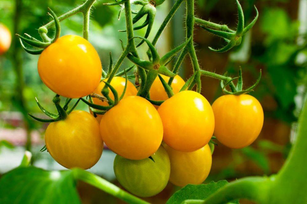 Самые сладкие сорта и гибриды томатов по итогу 2023 года
