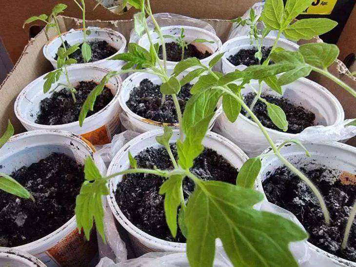 «Китайский» метод выращивания томатной рассады: о нем знают продвинутые огородники
