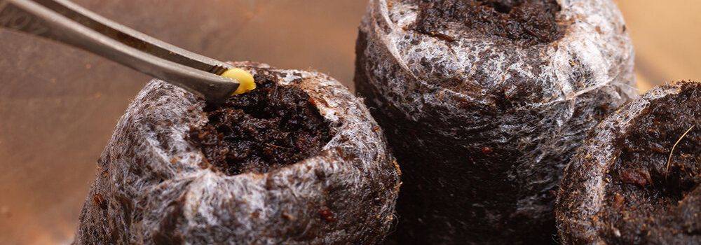 Сажаем перец на рассаду: как сеять семена