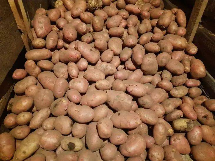 На картошке при хранении появились гнилые пятна: можно ли её есть