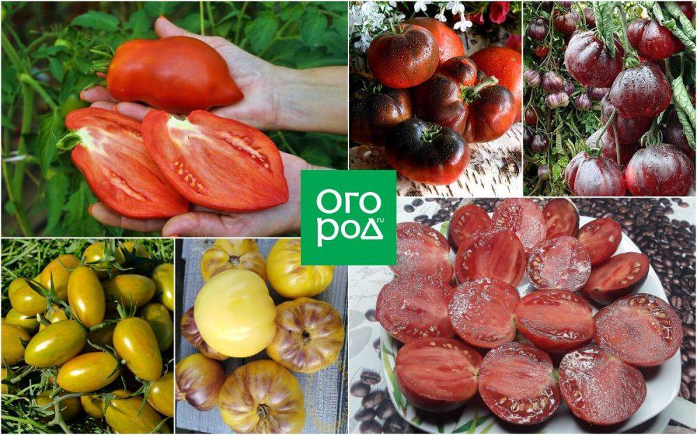 10 новых сортов томатов – такого вы еще не выращивали