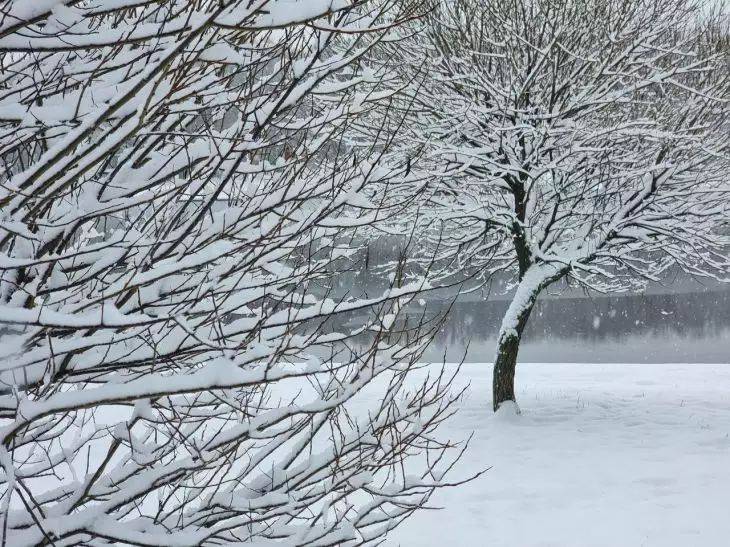Как защитить деревья от снега: эти способы будут полезны - они даже вас могут удивить