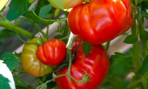 Новинки семян томатов: вкуснейшие сорта и роскошные гибриды от агрофирмы Аэлита