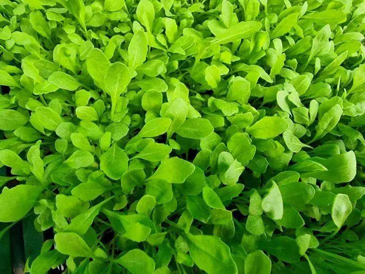 Какие культуры можно выращивать для микрозелени: 3 необычных варианта