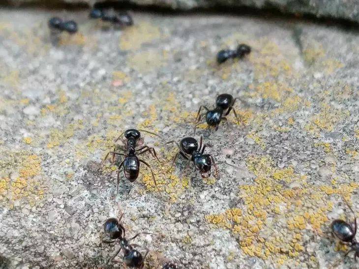 Как прогнать муравьев с участка за 3 дня: «химия» – не нужна