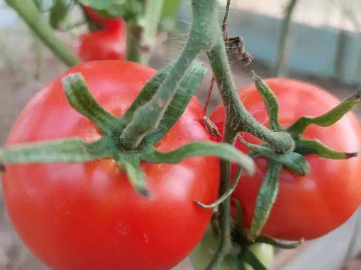 Чем полить томаты, растущие в горшках: плодоносить будут как сумасшедшие
