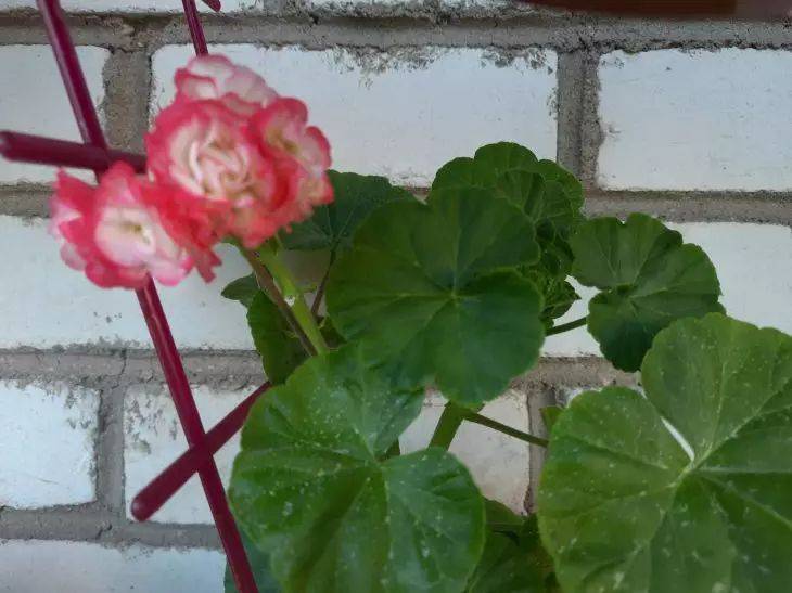 Как превратить вянущий цветок в украшение подоконника: это удобрение творит чудеса
