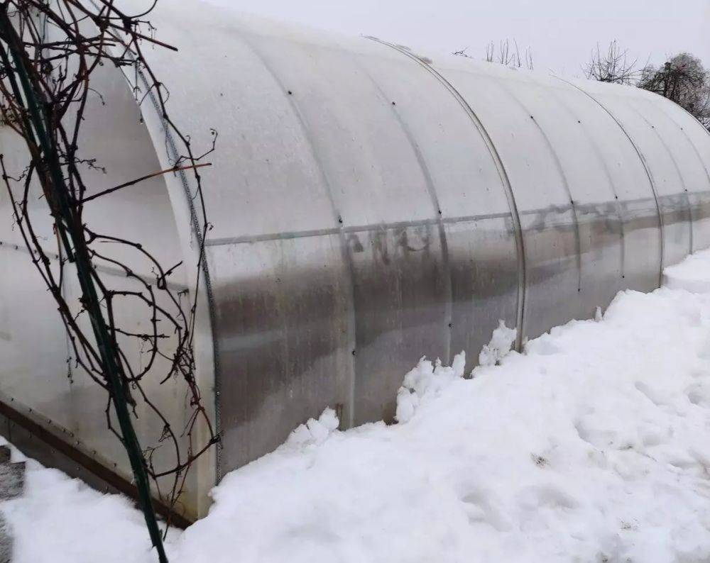 Сколько снега нужно набросать в теплицу и когда это делать: советы огородникам