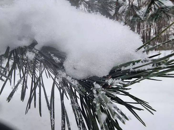 Как спасти деревья от ледяного дождя: не вздумайте сбивать лёд палкой
