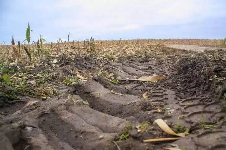 Какие типы почвы считаются худшими: ответы на важные для дачников вопросы