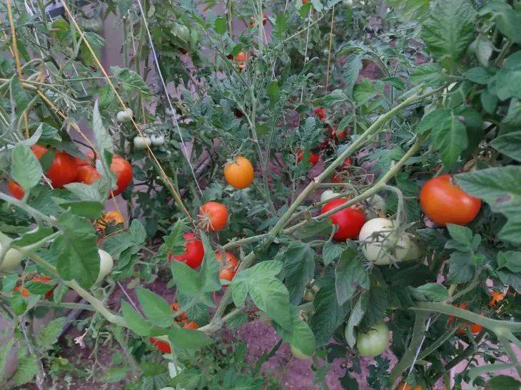 Посадите в междурядьях томатов эти цветы: урожай овоща будете собирать ведрами