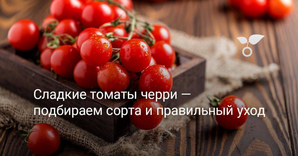 Сладкие томаты черри — подбираем сорта и правильный уход
