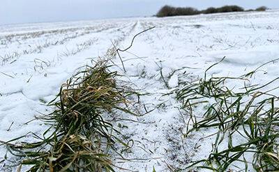 Внесение азота по мерзлой почве при дефиците снега на полях ЦФО