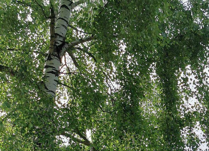5 неудачных примеров посадки деревьев в саду: ошибки недальновидных дачников