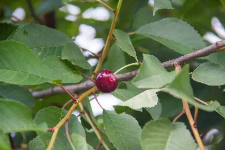 Каждую весну делайте с вишней этот трюк: летом дерево отблагодарит большими и вкусными ягодами