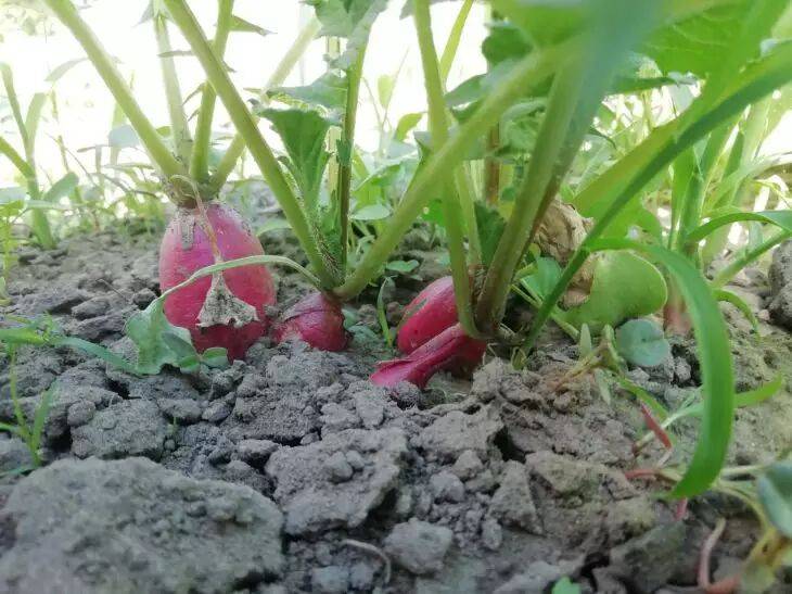 Как вырастить крупный и сладкий редис: эти ранние сорта корнеплода не подведут