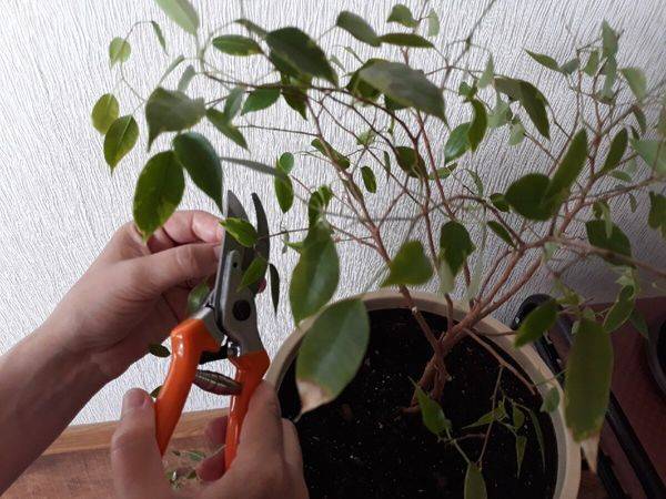Правильная обрезка фикуса Бенджамина: когда и как обрезать, чтобы растение было пышным и хорошо ветвилось
