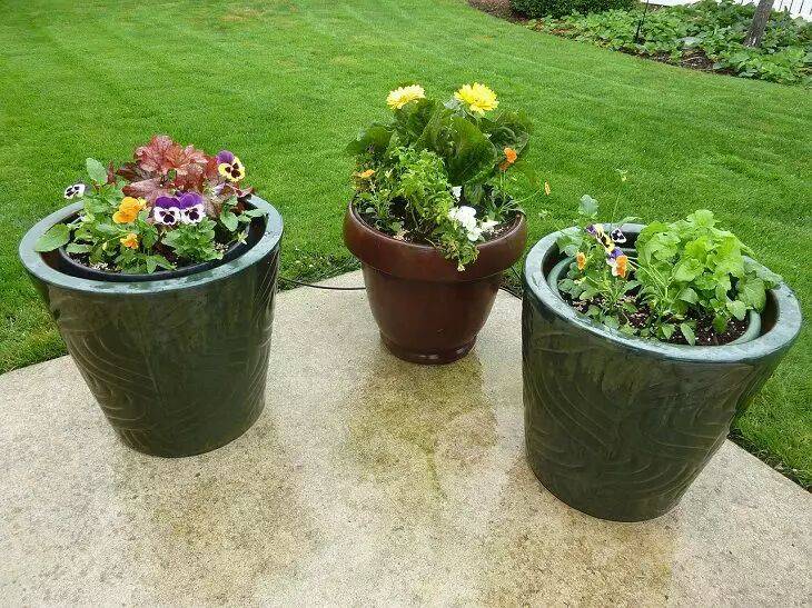 Кустарники для уличных вазонов: украсят сад и не потребуют ухода