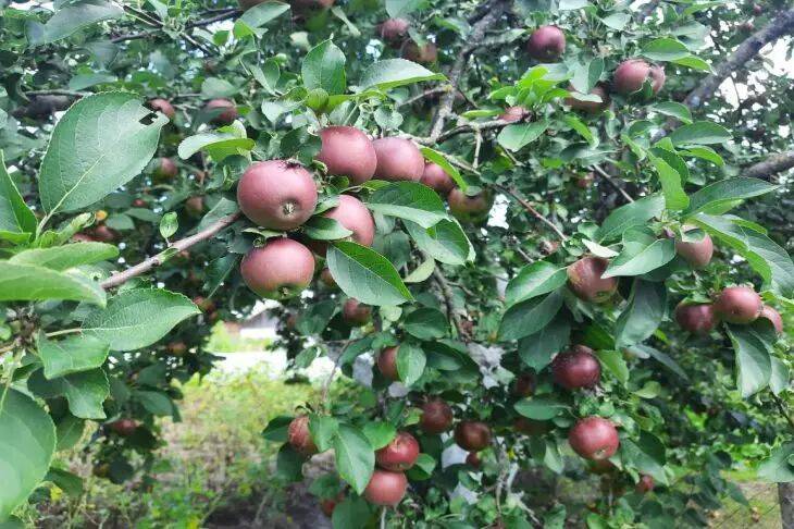 Яблоня будет усыпана спелыми и сочными плодами: чем подкормить дерево весной