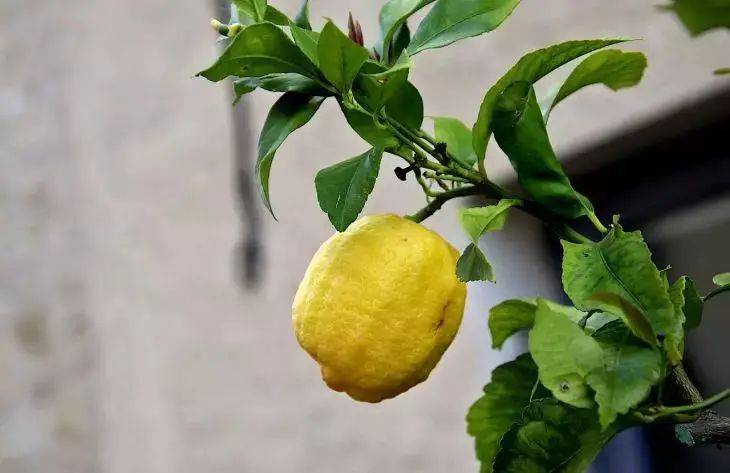 Можно ли держать лимон в квартире: хозяйки точно не знают
