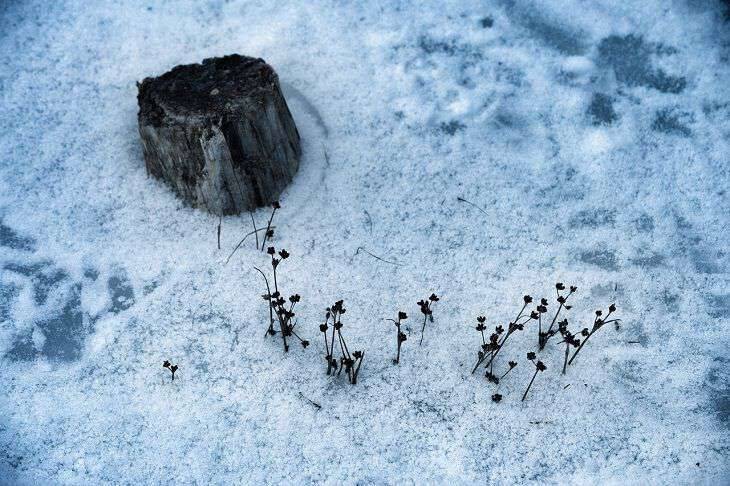 Зимой за 10 минут знающие огородники убирают пень по методу Циолковского