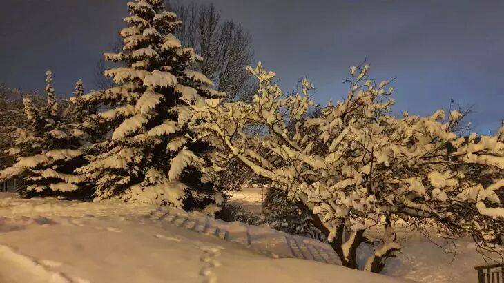 Как проверить, подмерзло ли дерево зимой: надежный способ