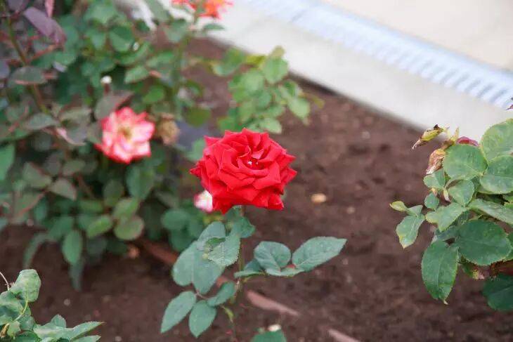 Чем подкормить розы весной: быстрый рост и восстановление после зимы гарантированы