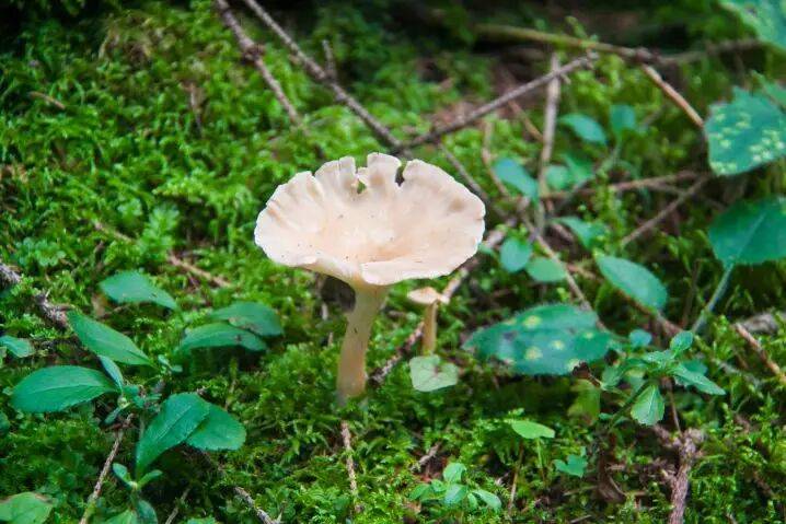 Почему в огороде растут поганки: причины и способы борьбы с грибами