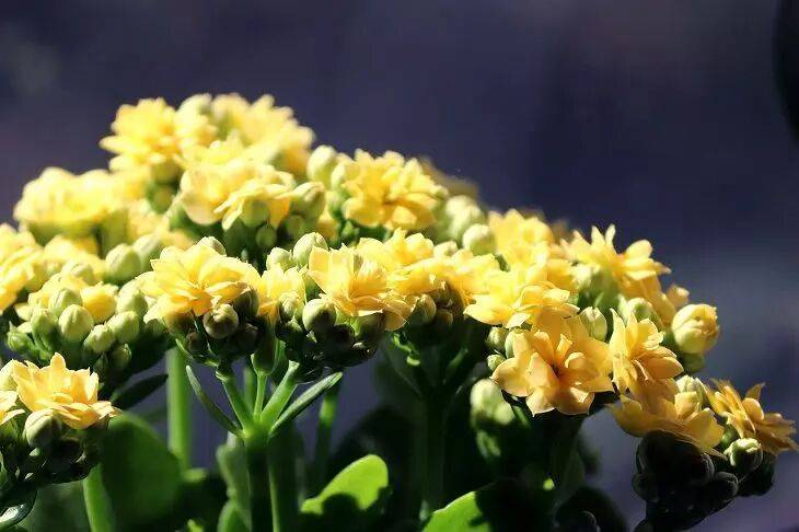 Пара секретных приемов, которые покроют каланхоэ шикарными цветками: соседки ахнут от зависти