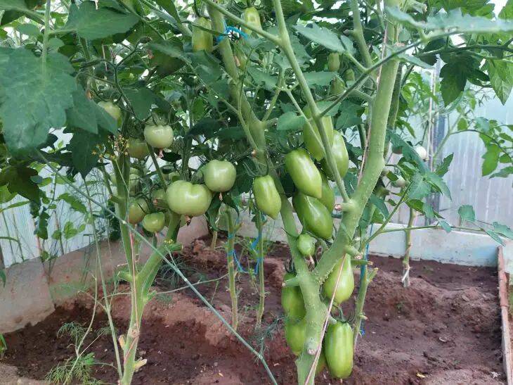 Сорта томатов, которые необязательно выращивать через рассаду: посеял в грунт и забыл
